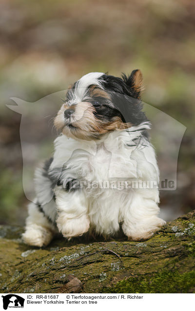 Biewer Yorkshire Terrier on tree / RR-81687