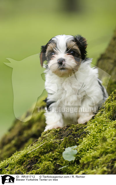 Biewer Yorkshire Terrier auf Baum / Biewer Yorkshire Terrier on tree / RR-81712