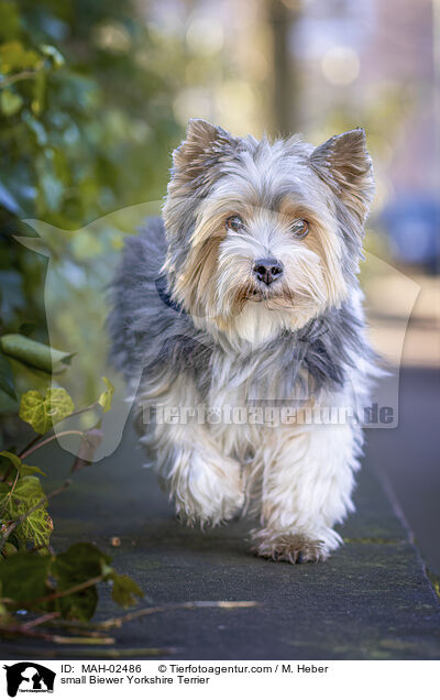 small Biewer Yorkshire Terrier / MAH-02486