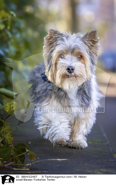 small Biewer Yorkshire Terrier / MAH-02487
