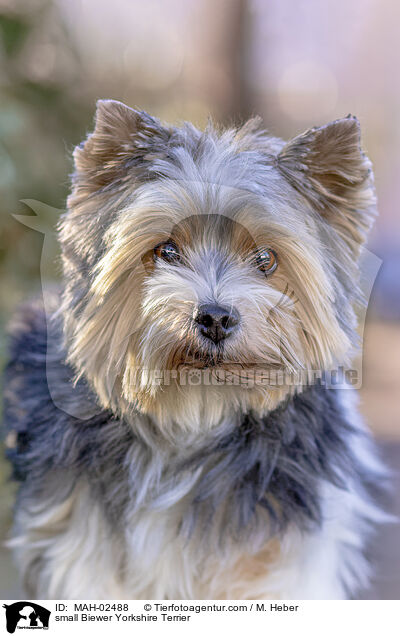 small Biewer Yorkshire Terrier / MAH-02488