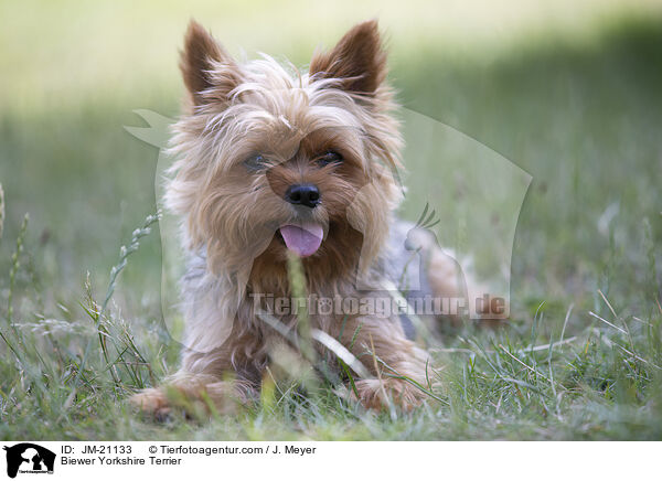 Biewer Yorkshire Terrier / Biewer Yorkshire Terrier / JM-21133