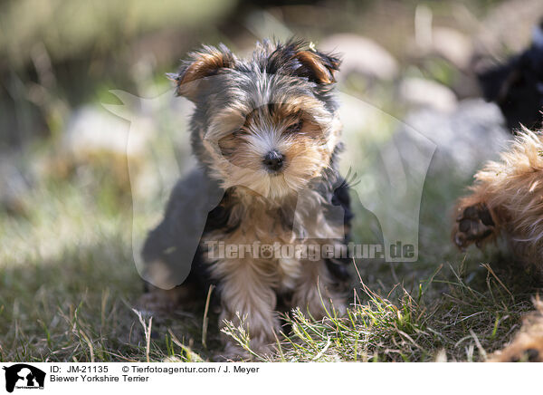 Biewer Yorkshire Terrier / JM-21135