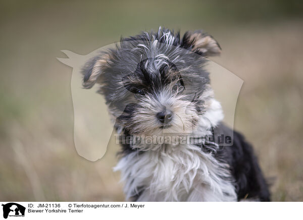 Biewer Yorkshire Terrier / JM-21136