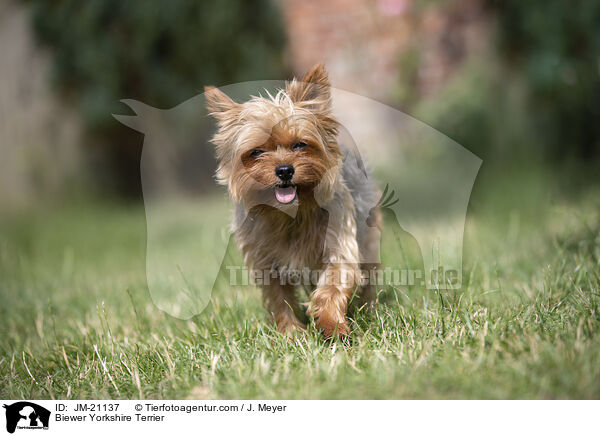 Biewer Yorkshire Terrier / Biewer Yorkshire Terrier / JM-21137