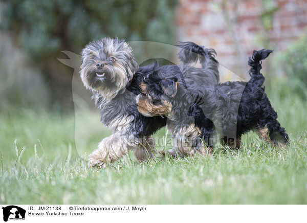 Biewer Yorkshire Terrier / Biewer Yorkshire Terrier / JM-21138