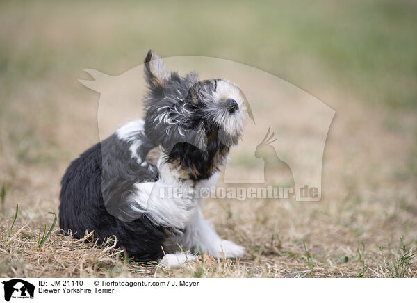Biewer Yorkshire Terrier / JM-21140