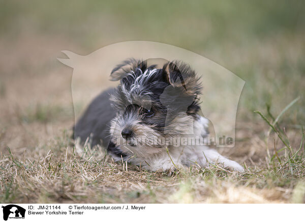Biewer Yorkshire Terrier / JM-21144