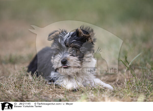 Biewer Yorkshire Terrier / Biewer Yorkshire Terrier / JM-21145