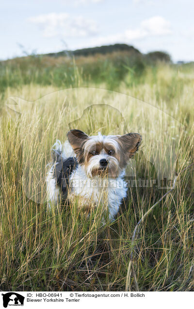 Biewer Yorkshire Terrier / Biewer Yorkshire Terrier / HBO-06941