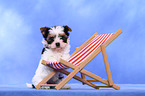 Biewer Yorkshire Terrier Puppy