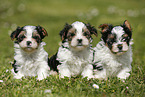 Biewer Yorkshire Terrier Puppies