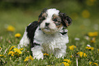 Biewer Yorkshire Terrier on meadow