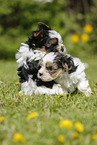 Biewer Yorkshire Terrier Puppies