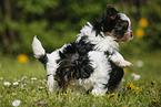 Biewer Yorkshire Terrier Puppies