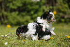 Biewer Yorkshire Terrier Puppies