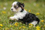 Biewer Yorkshire Terrier on meadow