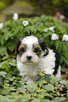 Biewer Yorkshire Terrier Puppy