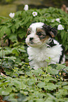 Biewer Yorkshire Terrier Puppy