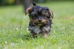Biewer Yorkshire Terrier Puppy