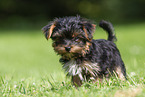 Biewer Yorkshire Terrier Puppy
