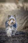 small Biewer Yorkshire Terrier