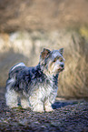 small Biewer Yorkshire Terrier