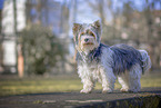 small Biewer Yorkshire Terrier