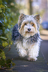 small Biewer Yorkshire Terrier