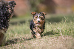 Biewer Yorkshire Terrier