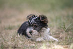 Biewer Yorkshire Terrier