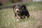 Biewer Yorkshire Terrier