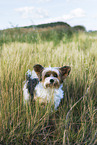 Biewer Yorkshire Terrier