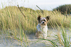 Biewer Yorkshire Terrier