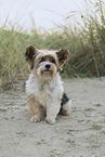 Biewer Yorkshire Terrier