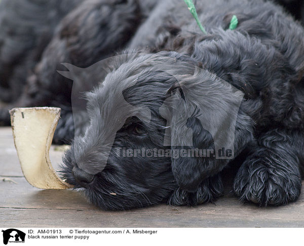 Schwarzer Russischer Terrier Welpe / black russian terrier puppy / AM-01913