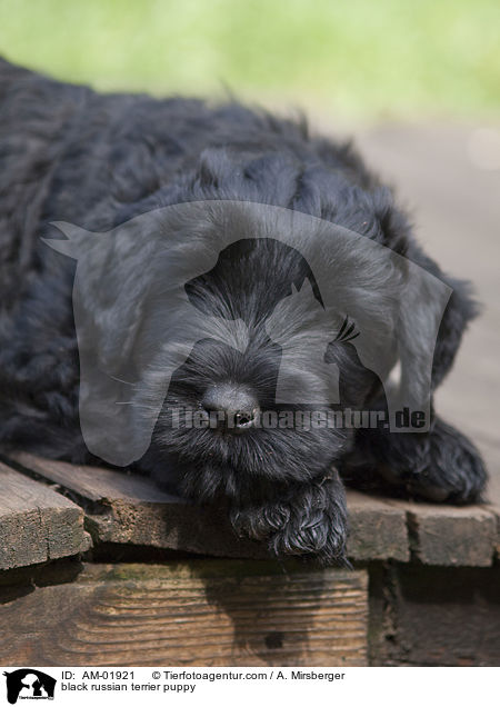 Schwarzer Russischer Terrier Welpe / black russian terrier puppy / AM-01921