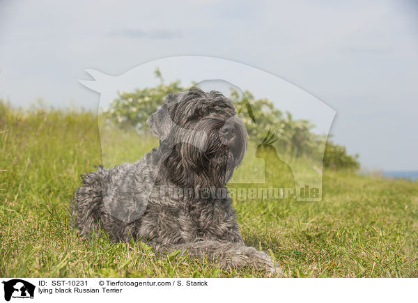 lying black Russian Terrier / SST-10231