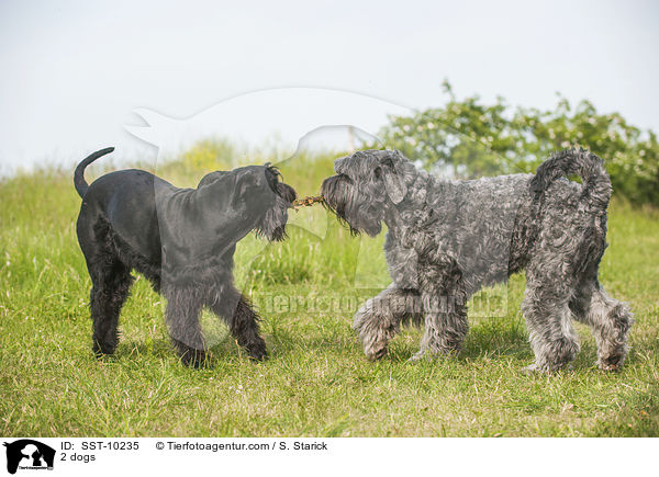 2 Hunde / 2 dogs / SST-10235
