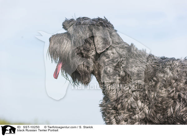 black Russian Terrier Portrait / SST-10250