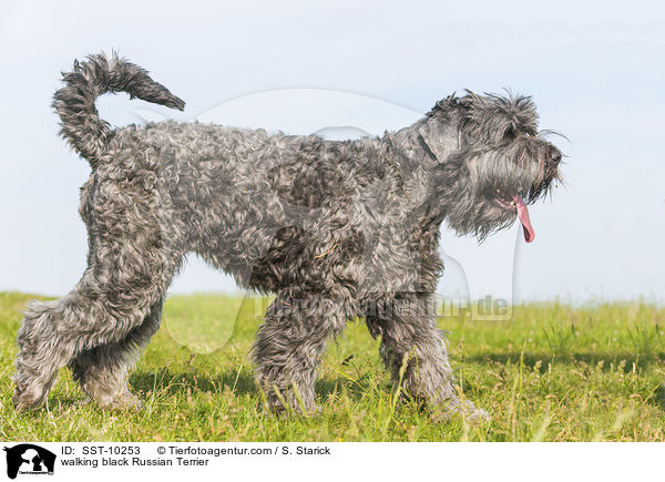 walking black Russian Terrier / SST-10253