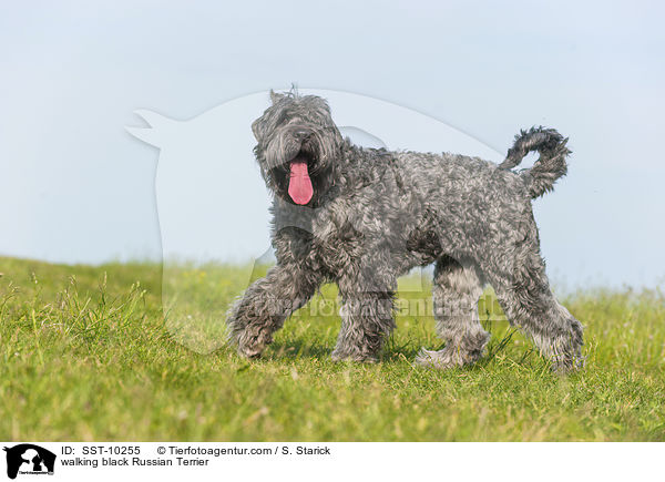walking black Russian Terrier / SST-10255