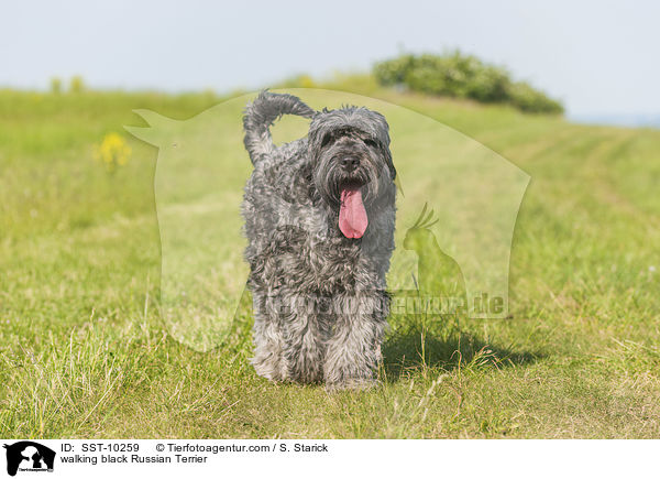 walking black Russian Terrier / SST-10259