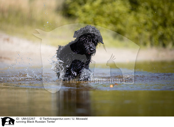 running Black Russian Terrier / UM-02267