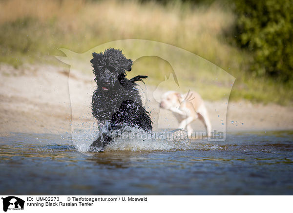 running Black Russian Terrier / UM-02273