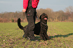 Black Russian Terrier