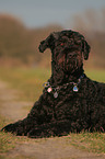 lying Black Russian Terrier