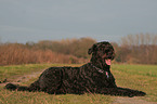 lying Black Russian Terrier