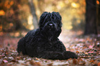 lying Black Russian Terrier