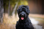 Black Russian Terrier Portrait